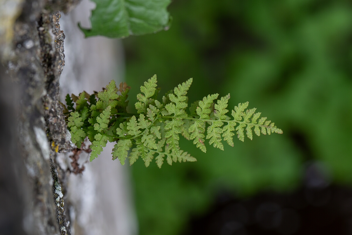 David Plant Photography - Wildlife Photography - Dickie's bladder fern - F.jpg - Dickie's bladder fern - Cairngorms