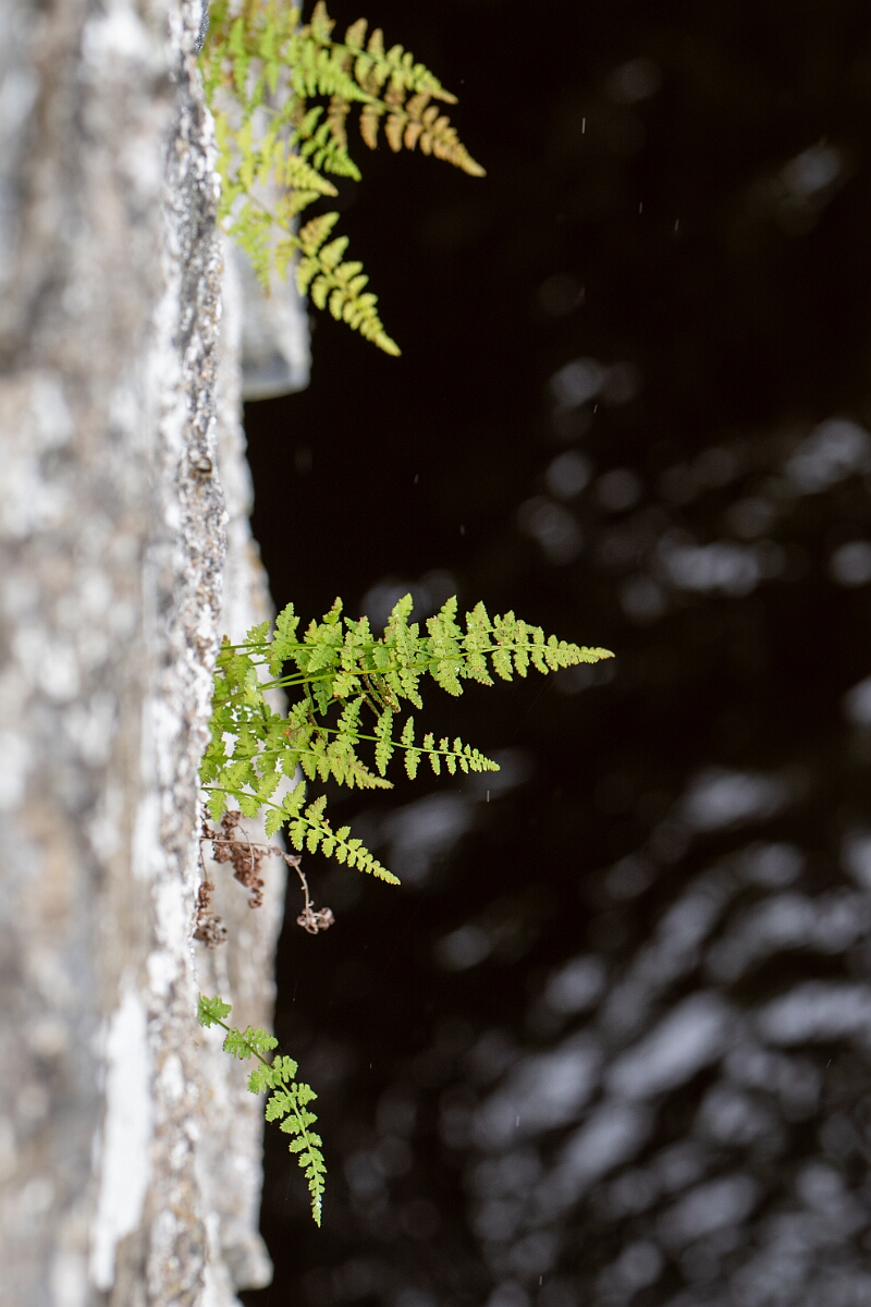 David Plant Photography - Wildlife Photography - Dickie's bladder fern - G.jpg - Dickie's bladder fern - Cairngorms