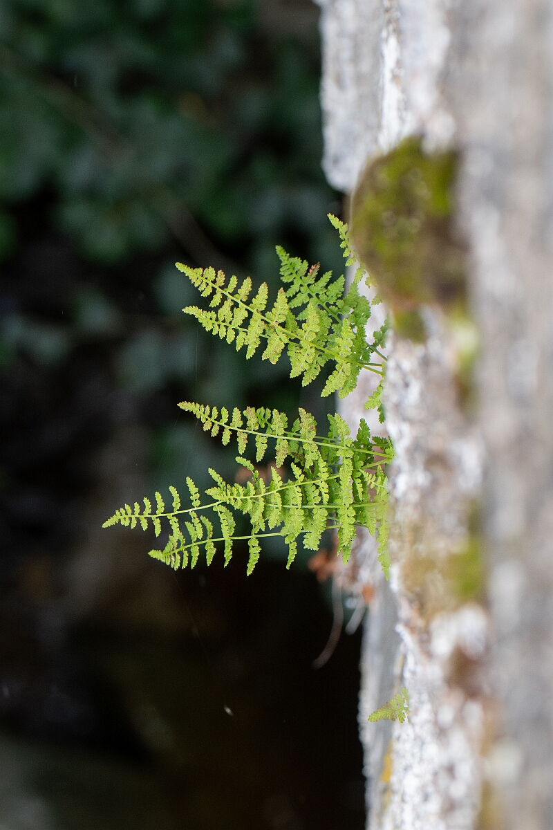 David Plant Photography - Wildlife Photography - Dickie's bladder fern - J.jpg - Dickie's bladder fern - Cairngorms