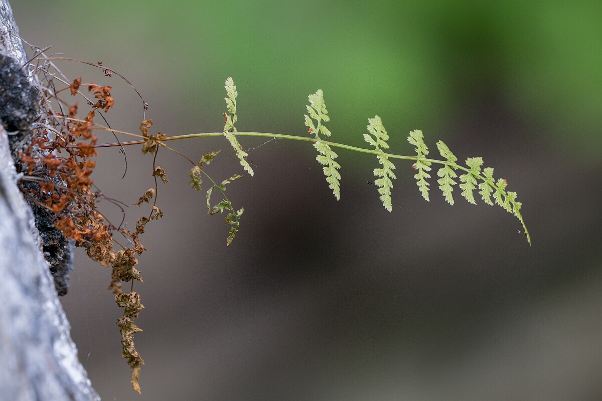 David Plant Photography - Wildlife Photography - Dickie's bladder fern - K.jpg - Dickie's bladder fern - Cairngorms