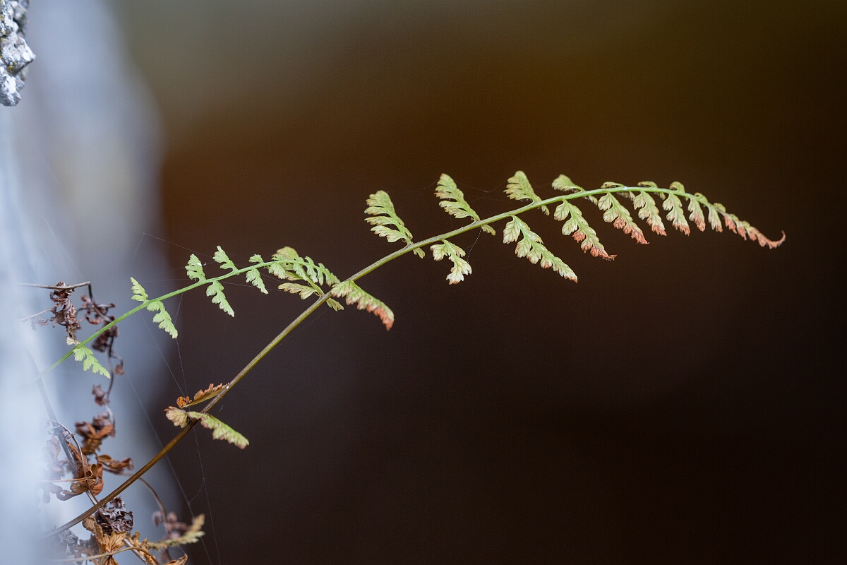 David Plant Photography - Wildlife Photography - Dickie's bladder fern - L.jpg - Dickie's bladder fern - Cairngorms