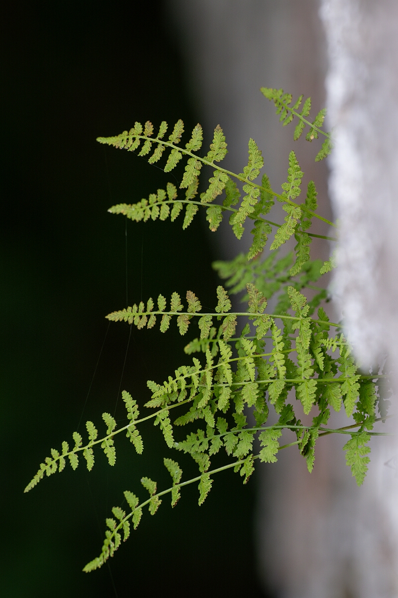 David Plant Photography - Wildlife Photography - Dickie's bladder fern - N.jpg - Dickie's bladder fern - Cairngorms