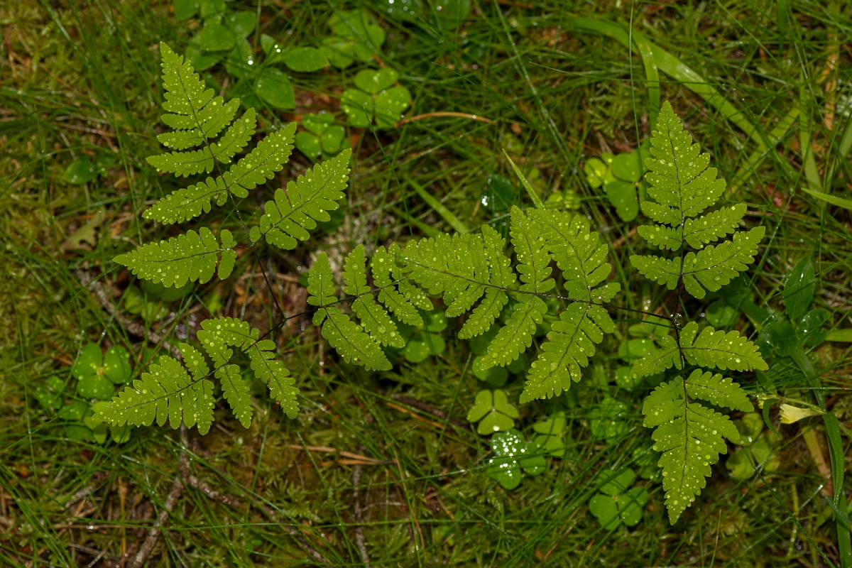 David Plant Photography - Wildlife Photography - Oak fern - B.jpg - Oak fern - Cairngorms