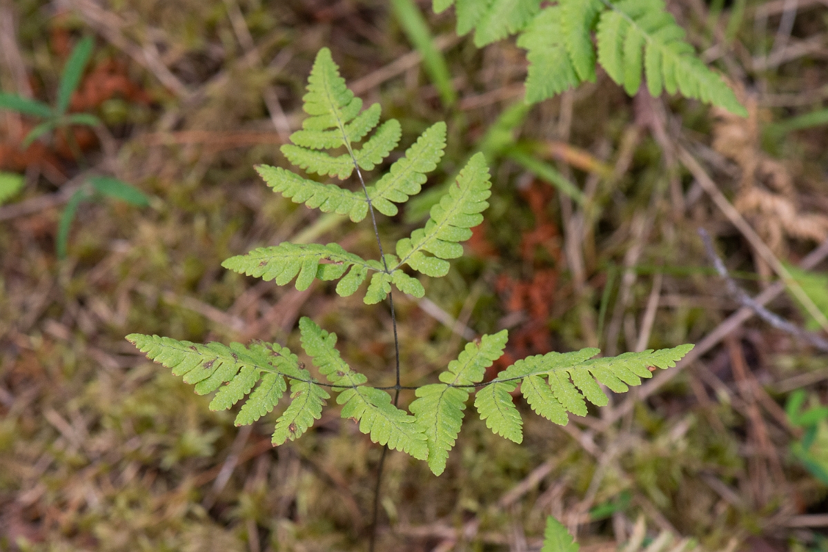 David Plant Photography - Wildlife Photography - Oak fern - C.JPG - Oak fern - Cairngorms