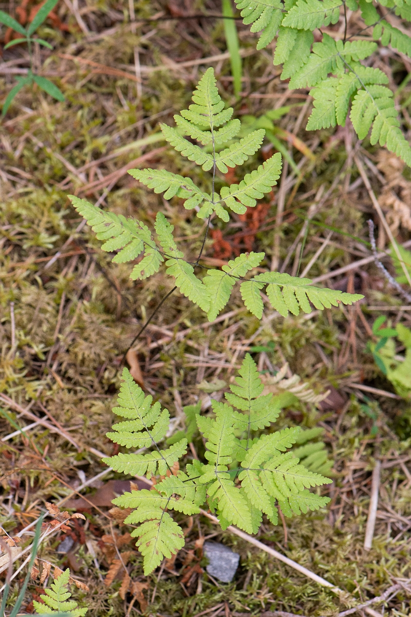 David Plant Photography - Wildlife Photography - Oak fern - D.JPG - Oak fern - Cairngorms