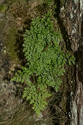 David Plant Photography - Wildlife Photography - Brittle bladder fern - A