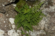 David Plant Photography - Wildlife Photography - Brittle bladder fern - B
