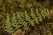David Plant Photography - Wildlife Photography - Brittle bladder fern - C