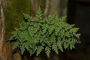 David Plant Photography - Wildlife Photography - Brittle bladder fern - D