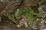 David Plant Photography - Wildlife Photography - Brittle bladder fern - E