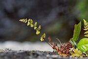 David Plant Photography - Wildlife Photography - Dickie's bladder fern - B