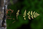 David Plant Photography - Wildlife Photography - Dickie's bladder fern - E