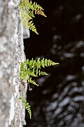 David Plant Photography - Wildlife Photography - Dickie's bladder fern - G