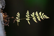David Plant Photography - Wildlife Photography - Dickie's bladder fern - M