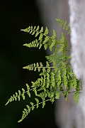 David Plant Photography - Wildlife Photography - Dickie's bladder fern - N