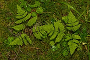 David Plant Photography - Wildlife Photography - Oak fern - B