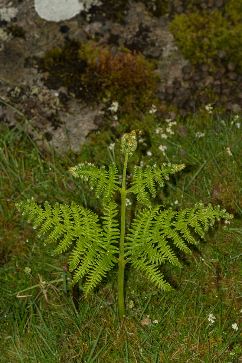 David Plant Photography - Wildlife Photography - Bracken - A.jpg - Bracken - County Durham