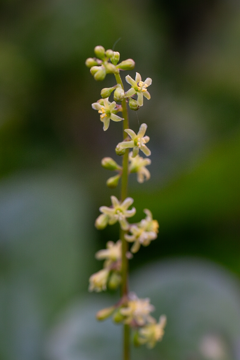 David Plant Photography - Wildlife Photography - Black bryony - A.jpg - Black bryony - Cornwall