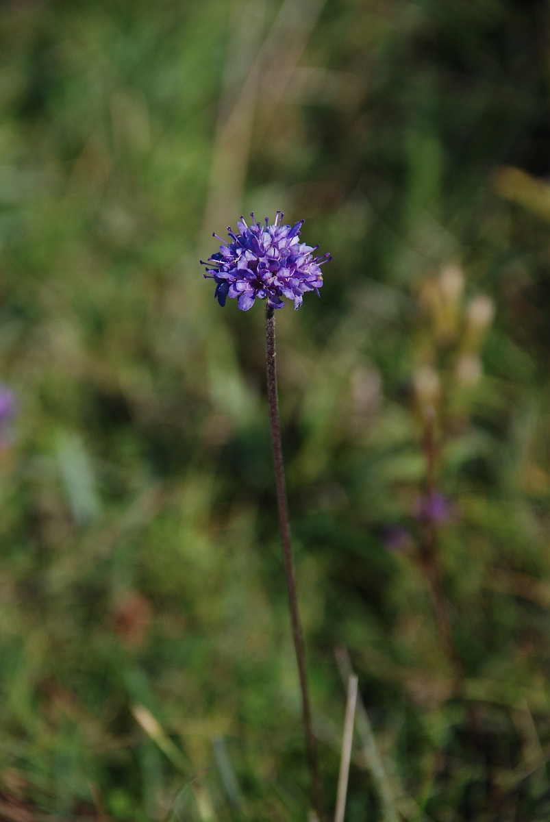 David Plant Photography - Wildlife Photographer - Devil's-bit scabious flower - A.JPG - Devil's-bit scabious flower - Bedfordshire