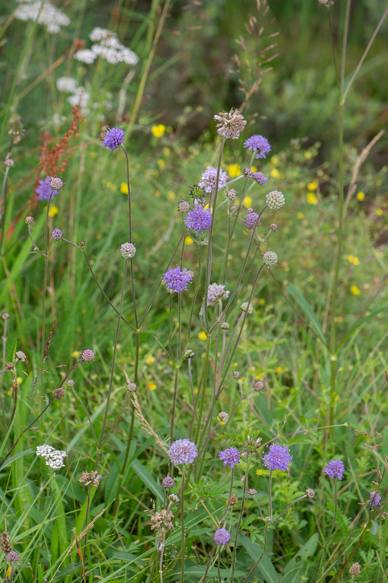 David Plant Photography - Wildlife Photography - Devil's-bit scabious - C.JPG - Devil's-bit scabious - Highland