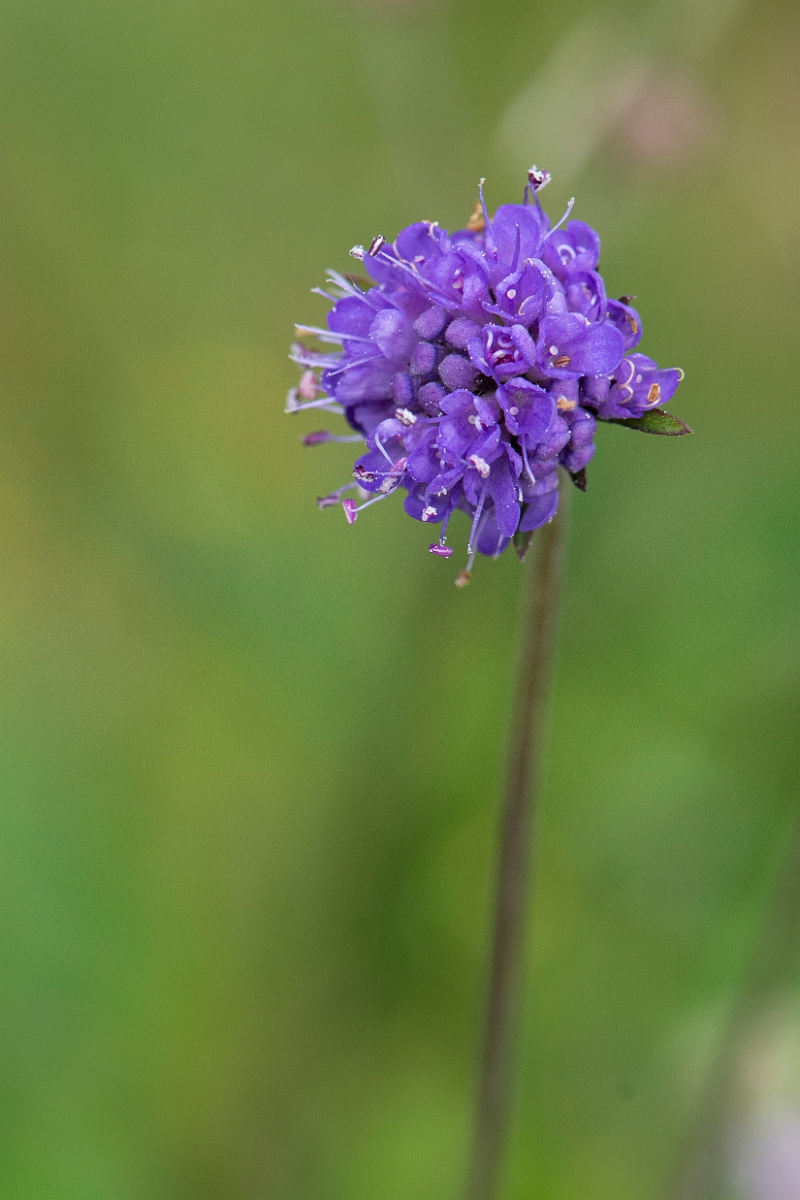 David Plant Photography - Wildlife Photography - Devil's-bit scabious - D.JPG - Devil's-bit scabious - Highland