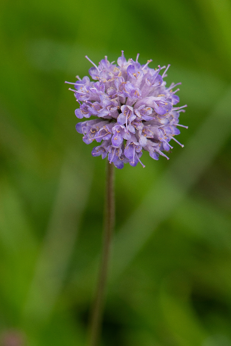 David Plant Photography - Wildlife Photography - Devil's-bit scabious - E.JPG - Devil's-bit scabious - Highland