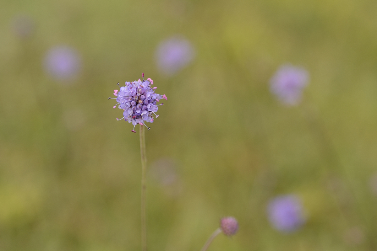 David Plant Photography - Wildlife Photography - Devil's-bit scabious flower - B.jpg - Devil's-bit scabious - Bedfordshire