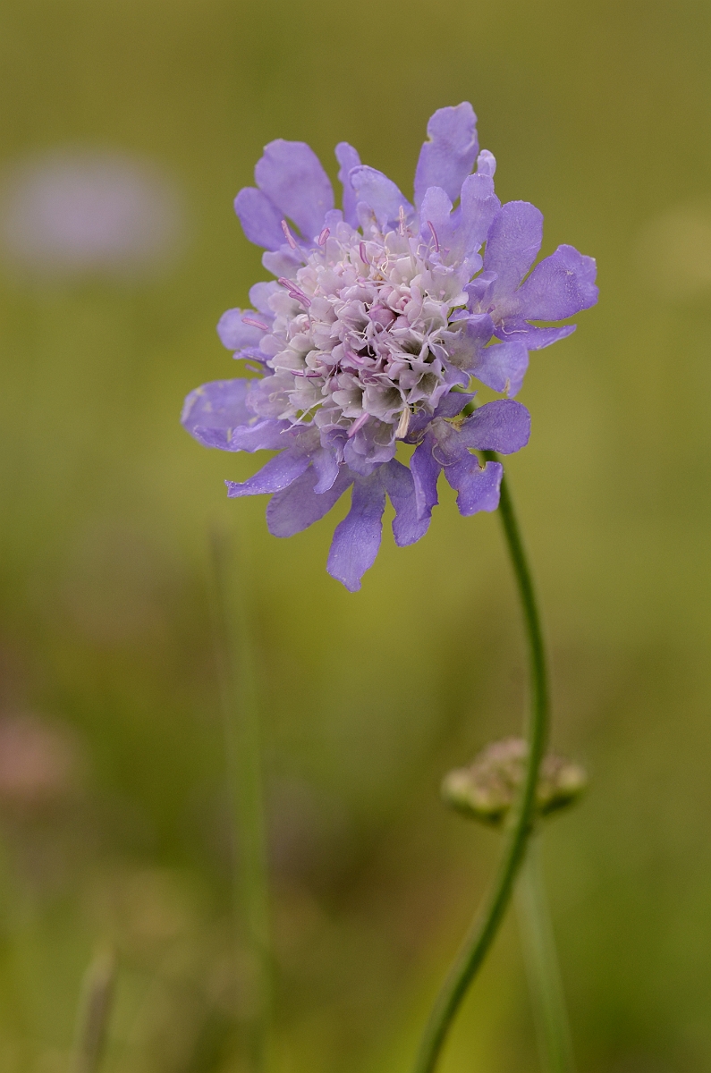 David Plant Photography - Wildlife Photography - Small scabious - A.jpg - Small scabious - Bedfordshire