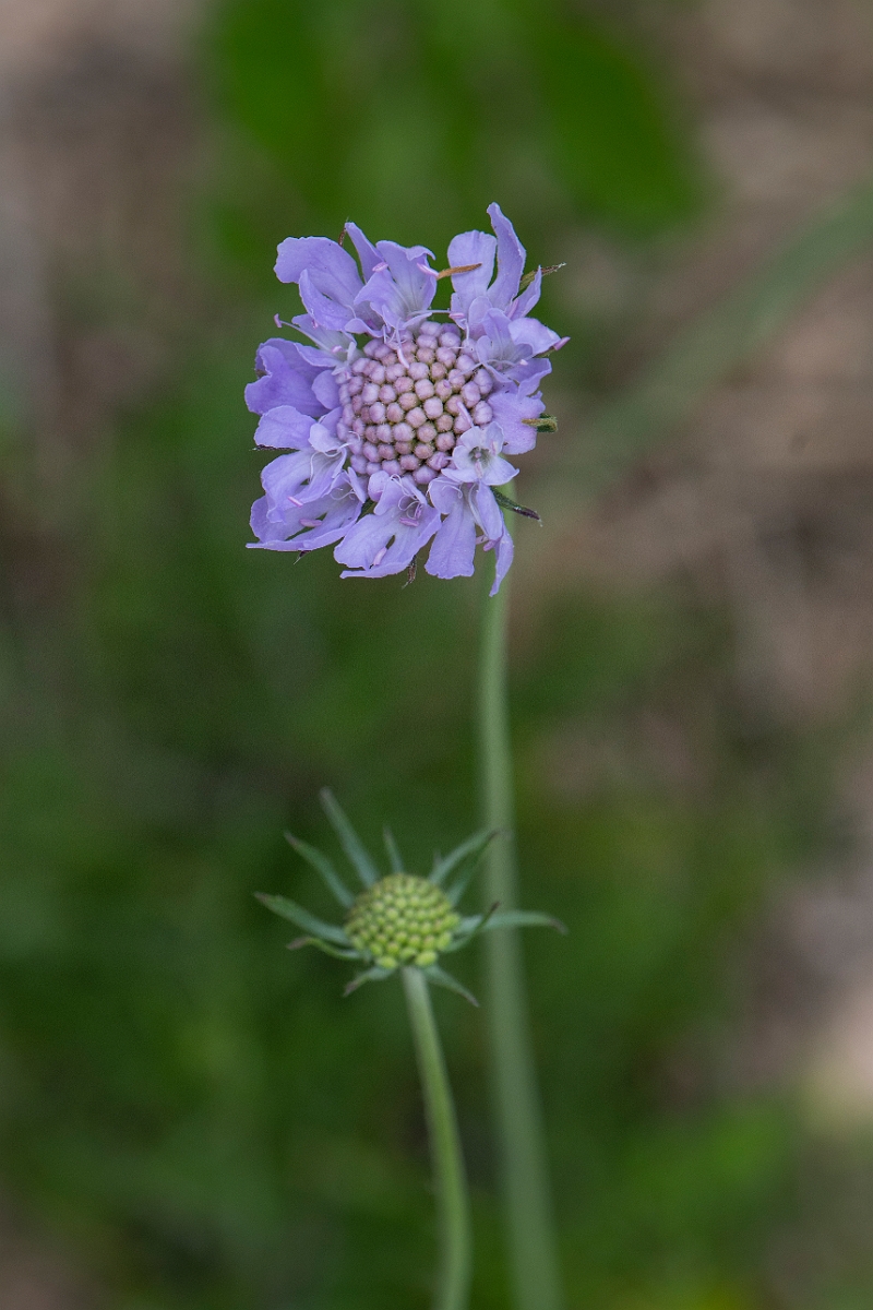 David Plant Photography - Wildlife Photography - Small scabious - B.JPG - Small scabious - Suffolk
