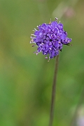 David Plant Photography - Wildlife Photography - Devil's-bit scabious - D