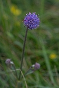 David Plant Photography - Wildlife Photography - Devil's-bit scabious - F
