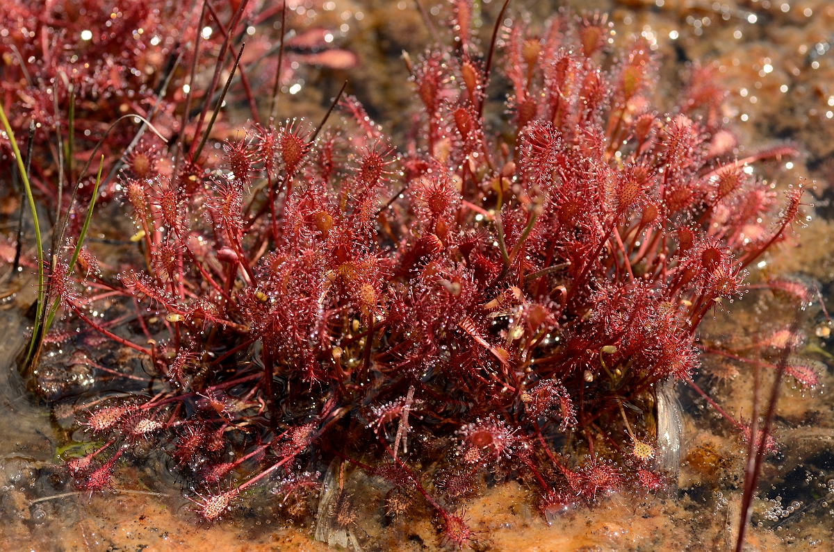 David Plant Photography - Wildlife Photography - Great sundew - A.jpg - Great sundew plant - Dorset