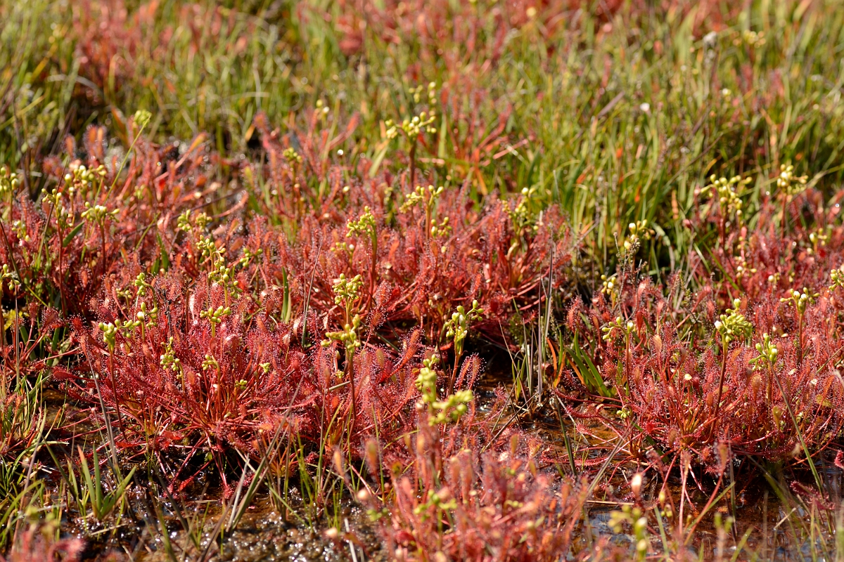 David Plant Photography - Wildlife Photography - Great sundew - B.jpg - Great sundew plants - Dorset