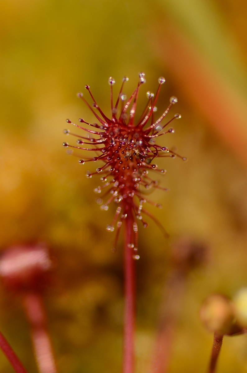 David Plant Photography - Wildlife Photography - Oblong-leaved sundew - A.jpg - Oblong-leaved sundew leaf - Dorset