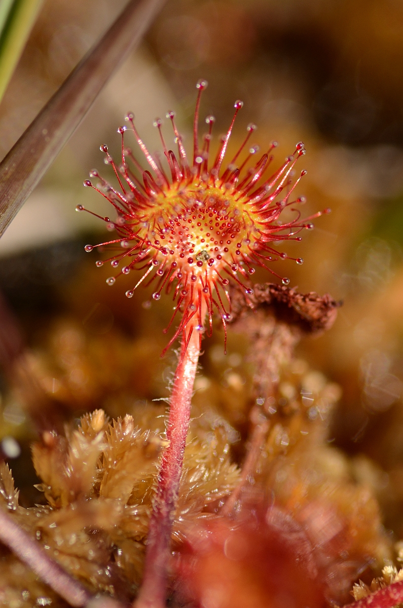 David Plant Photography - Wildlife Photography - Round-leaved sundew - A.jpg - Round-leaved sundew leaf - Dorset