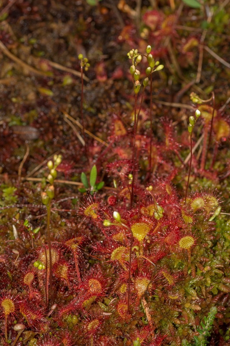 David Plant Photography - Wildlife Photography - Round-leaved sundew - D.jpg - Round-leaved sundew - Ayrshire
