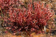 David Plant Photography - Wildlife Photography - Great sundew - A