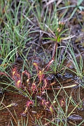 David Plant Photography - Wildlife Photography - Great sundew - c