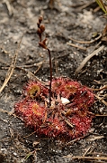 David Plant Photography - Wildlife Photography - Round-leaved sundew - B