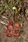 David Plant Photography - Wildlife Photography - Round-leaved sundew - C
