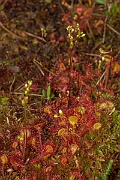 David Plant Photography - Wildlife Photography - Round-leaved sundew - D