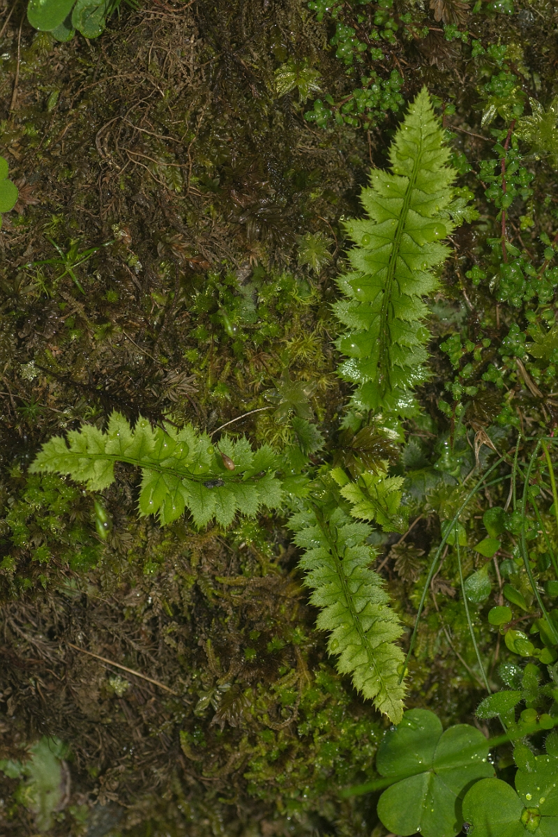 David Plant Photography - Wildlife Photography - Holly fern - A.jpg - Holly fern - Perthshire