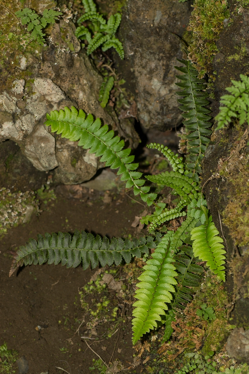 David Plant Photography - Wildlife Photography - Holly fern - C.jpg - Holly fern - County Durham