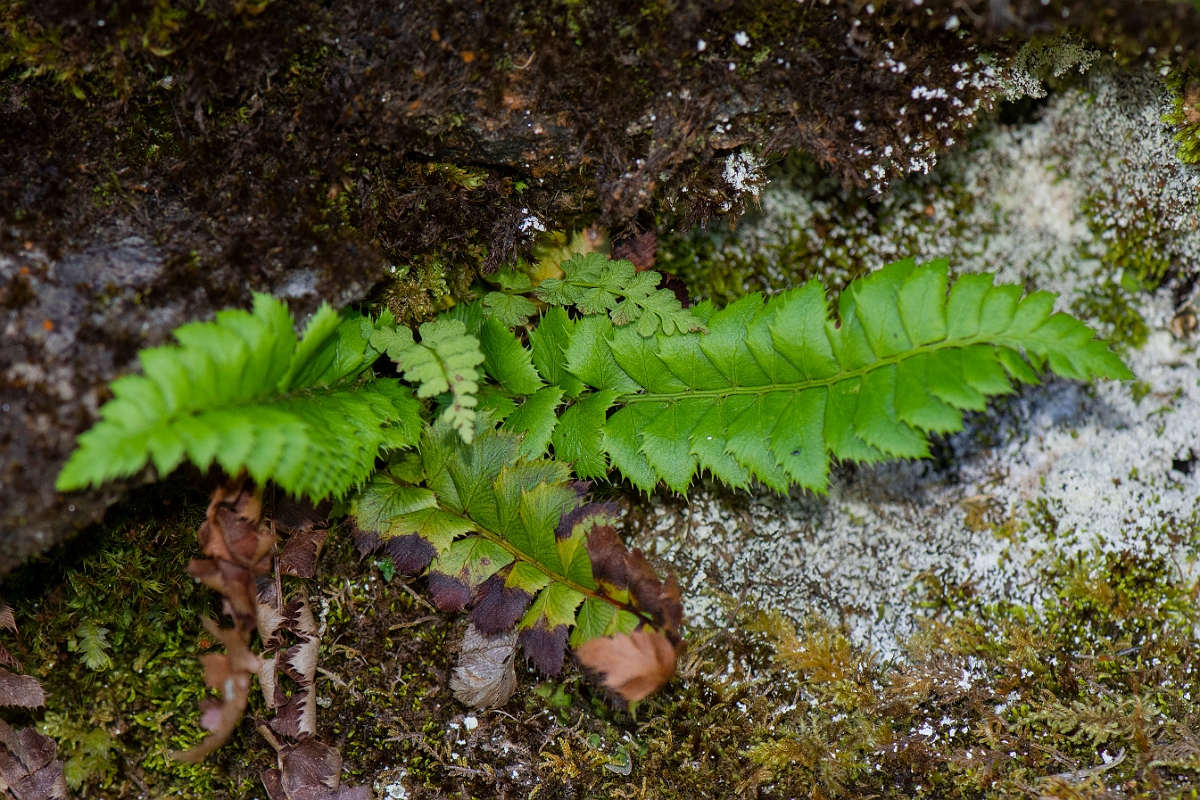 David Plant Photography - Wildlife Photography - Holly fern - F.JPG - Holly fern - Perthshire