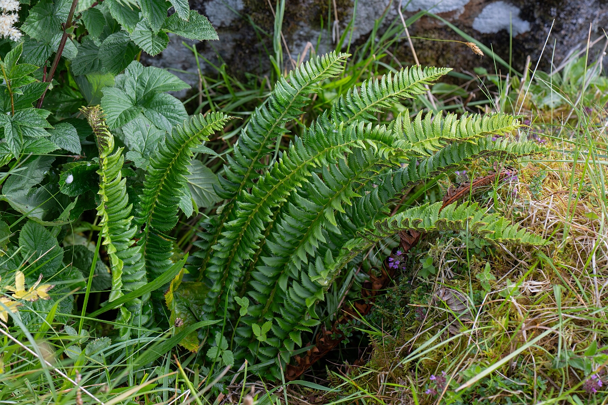 David Plant Photography - Wildlife Photography - Holly fern - G.jpg - Holly fern - Perthshire