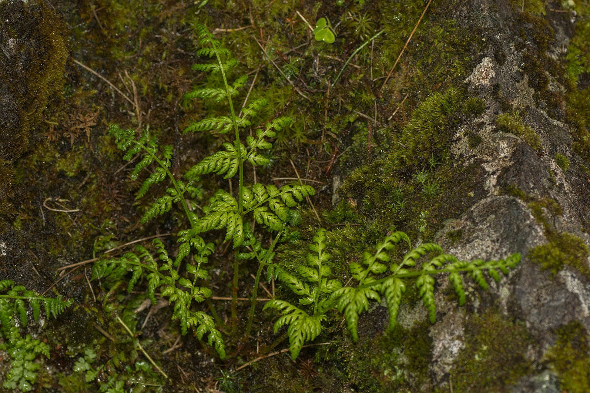 David Plant Photography - Wildlife Photography - Northern buckler fern - A.jpg - Northern buckler fern - Perthshire