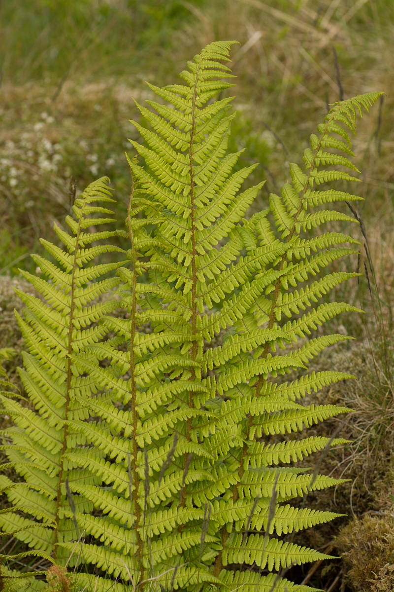 David Plant Photography - Wildlife Photography - Scaly male fern - A.jpg - Scaly male fern - Ayrshire