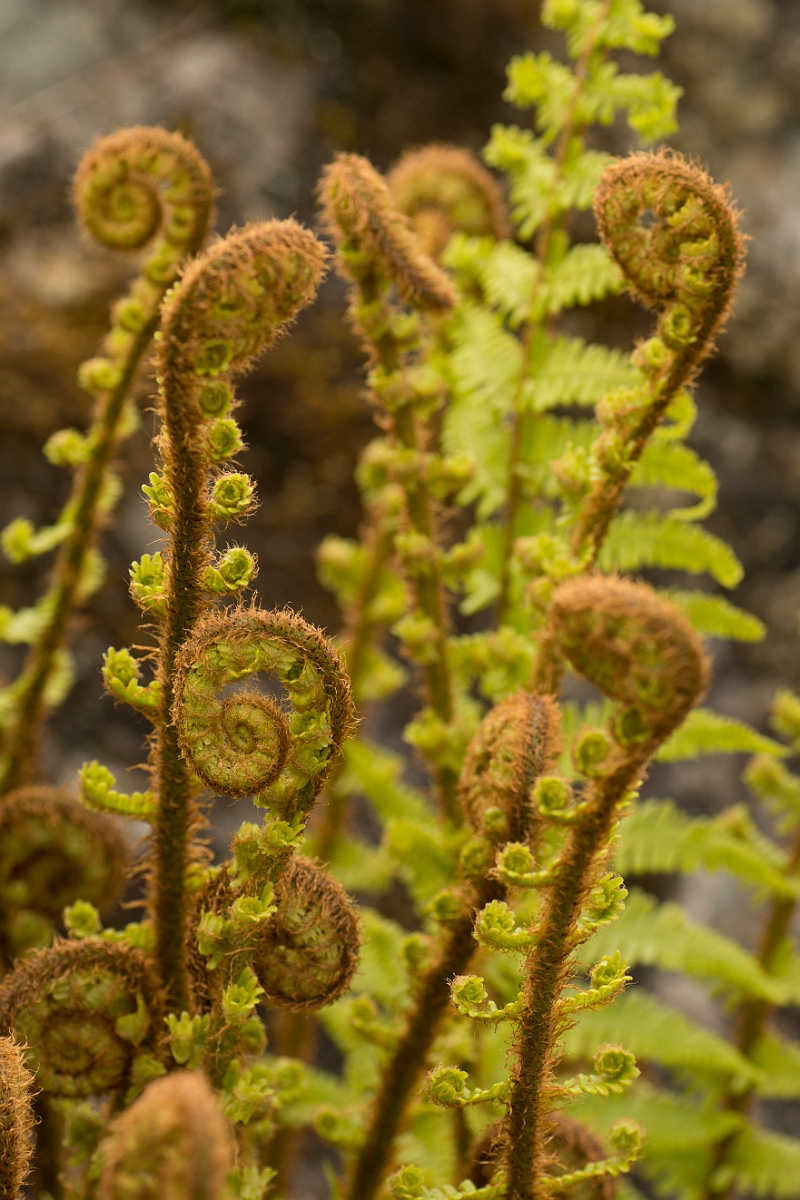 David Plant Photography - Wildlife Photography - Scaly male fern - E.jpg - Scaly male fern - Ayrshire
