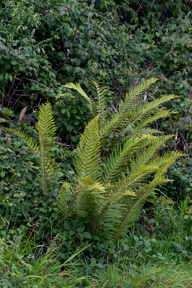 David Plant Photography - Wildlife Photography - Soft shield fern - A.jpg - Soft shield fern - Cornwall