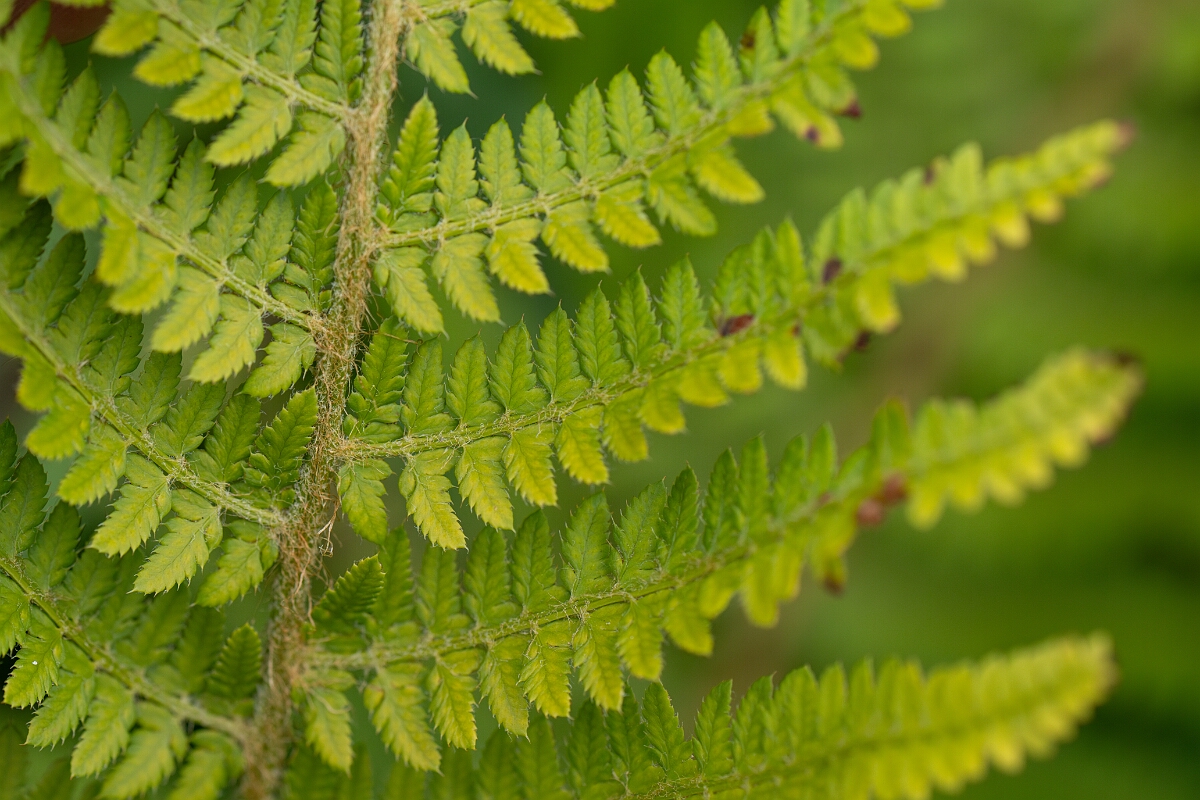 David Plant Photography - Wildlife Photography - Soft shield fern - C.jpg - Soft shield fern - Cornwall
